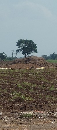 માંડવી નો ભૂકો વેચવાનો છે