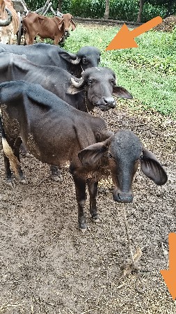 બે પાડી વેસવાનીછે