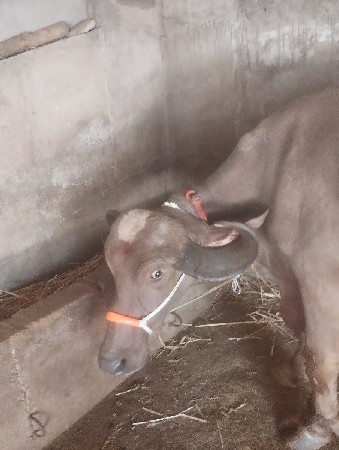 ભેસ વેચવાની છે