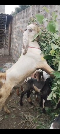 આ બકરો મારે વેચવાનું છે