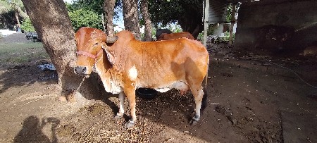 ગીર પાચાર ગાય