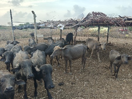 પડીયો વેચવાની છે