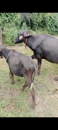 વેસવાનાશેએઅઠેવરશનેખડાય