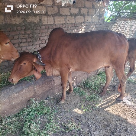 આ ગાય વેચવાની છે
