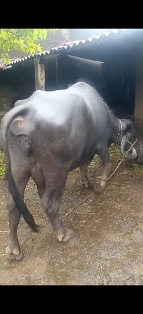 પારેર્ટી ભેંસ વેચવાની છે