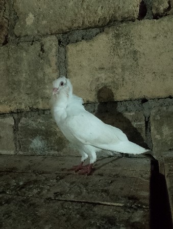 નકાબ માદી