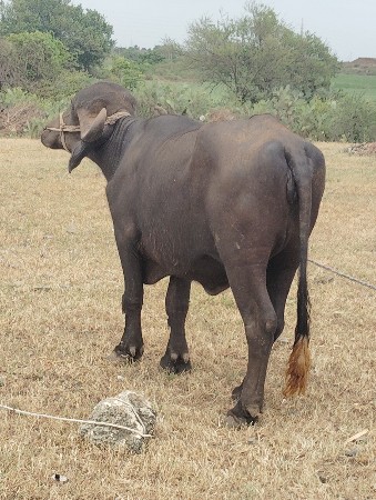 ખડેલી