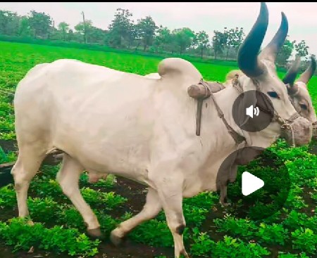 બળદ વેશવા નો છે