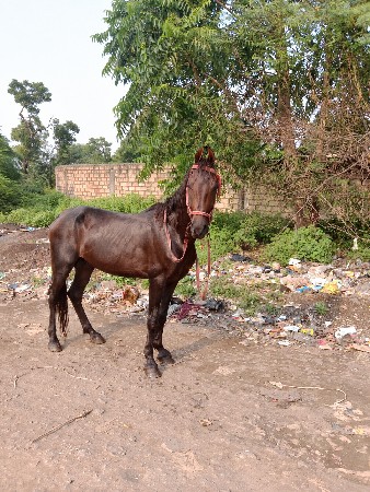 આ ઘોડો વેચવા નો છે