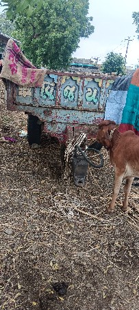 ટોલી વેચવાની છે