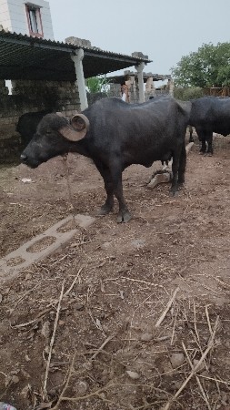ભેંસ વેચવાની છે