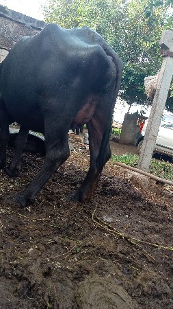 ખડેલી વેશવાની સે