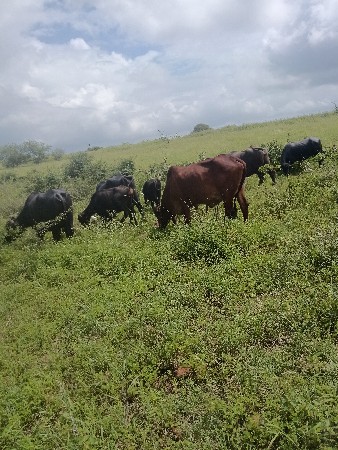 બાર ટોટલ વેચવાના છે