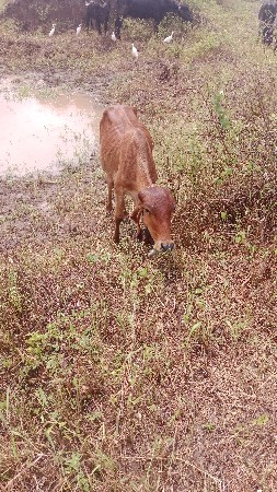 આ સોન કપિલા ઓર કી દોઢ વરસની છે