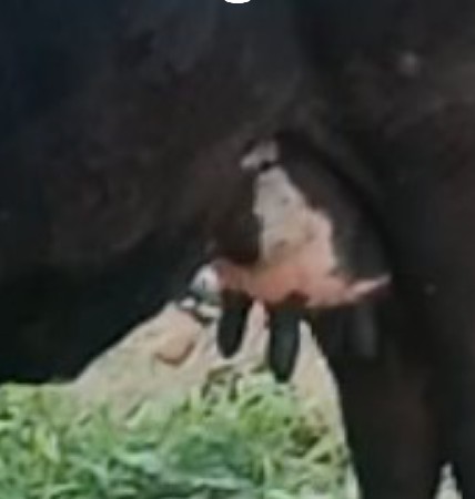 જરસીગાય