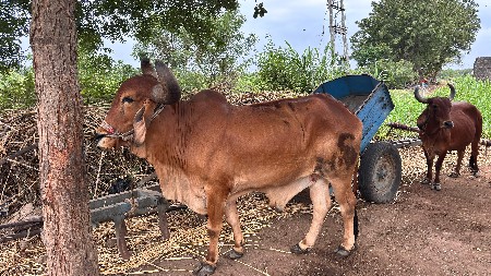 બળદ વેચવાના છે