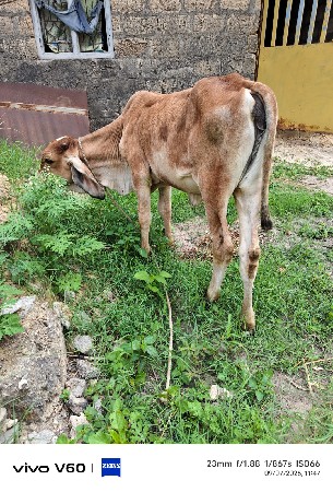 દેશી ક્રોસ