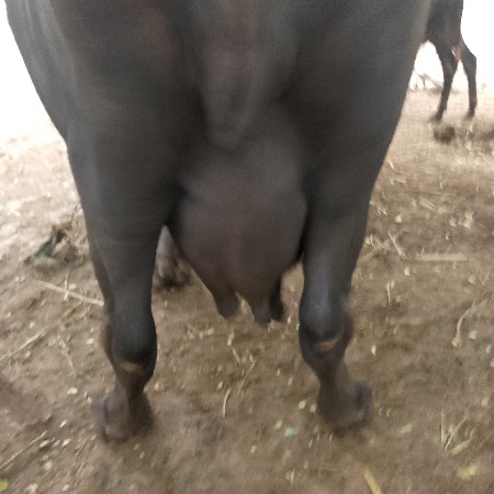 ભેંસ વેચવાની છે