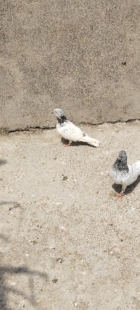કબૂતર વેચવાના છે