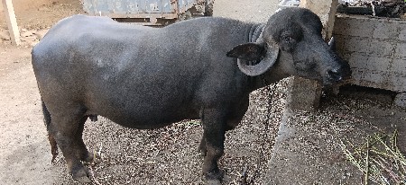 ભેંસ વેચવાની છે