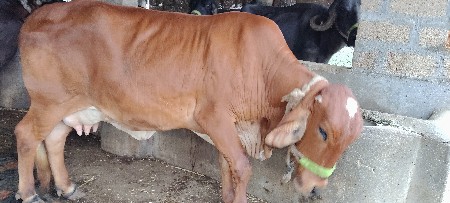 ગાય વેચવાની છે