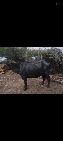 4 ભેંસ