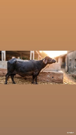 બે ભેંસુ વેચવાની છે