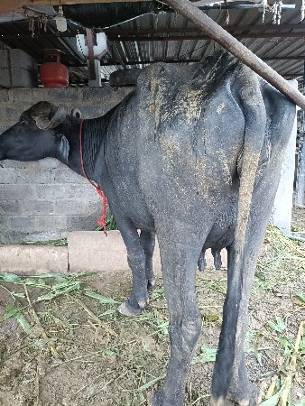 આ બંને ભેંસો વેચવાની છે