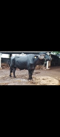 પાડો વેચવાનો છે