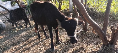 1 ખડલેયુ 2 પાડી અપાવાની