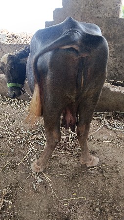 ભેસ વેચવાની છે
