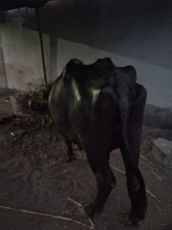 ભેસ વેચવાણી