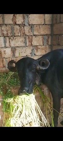 આ ભેંસ વેચવાની છે