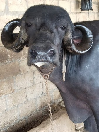 ભેંસ વેચવાની છે