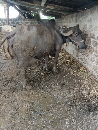 6 લિટર દૂધ ગીર સોમનાથ સોનારીયા