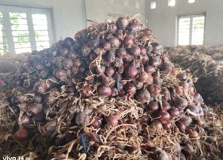 કુંભણના બિયારણની લાલ કળી વેચવાની છે