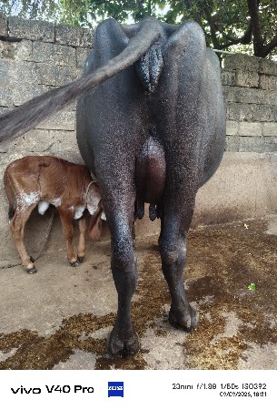ભેંસ વેચવાની છે