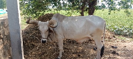 બળદ દેવાનો છે