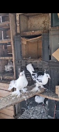 આ કબુતર વેચવાના છે