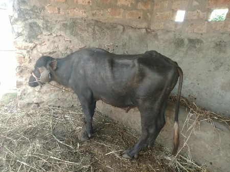 વિજય