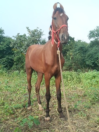 વશેરો ધોડો વેસવાનો છે