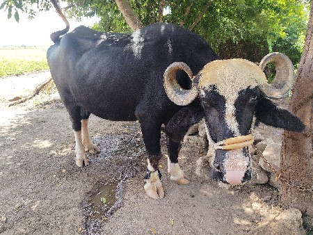 એક મહીના દિવસની કાચિસે