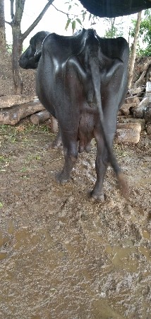 વેચવાની છે