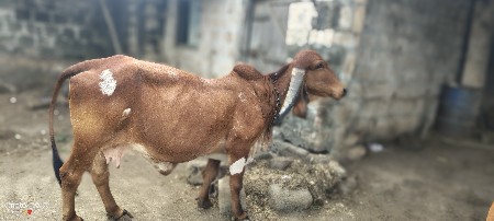 ગીર ગાય વેચવાની છે