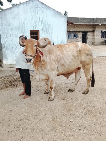 નકુમ  ભરત ભાઈ