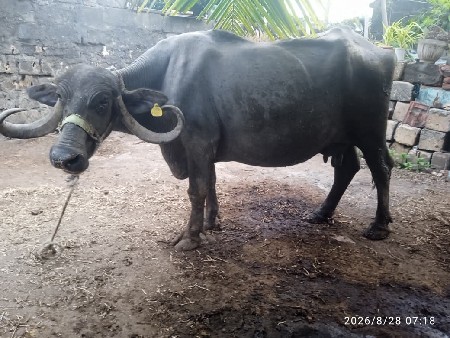 અ