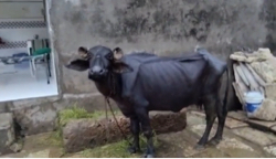 ભેંસ તાજી વીયાણેલી સે