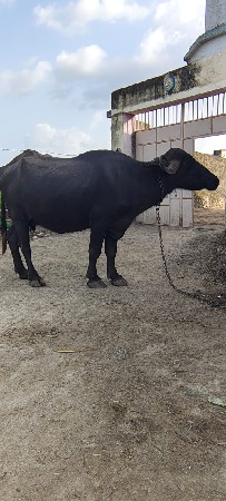 ભેંસ વેચવાની છે