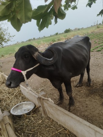ભેંસ વેચવાની છે