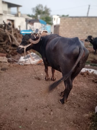 bhesh vechava ni che